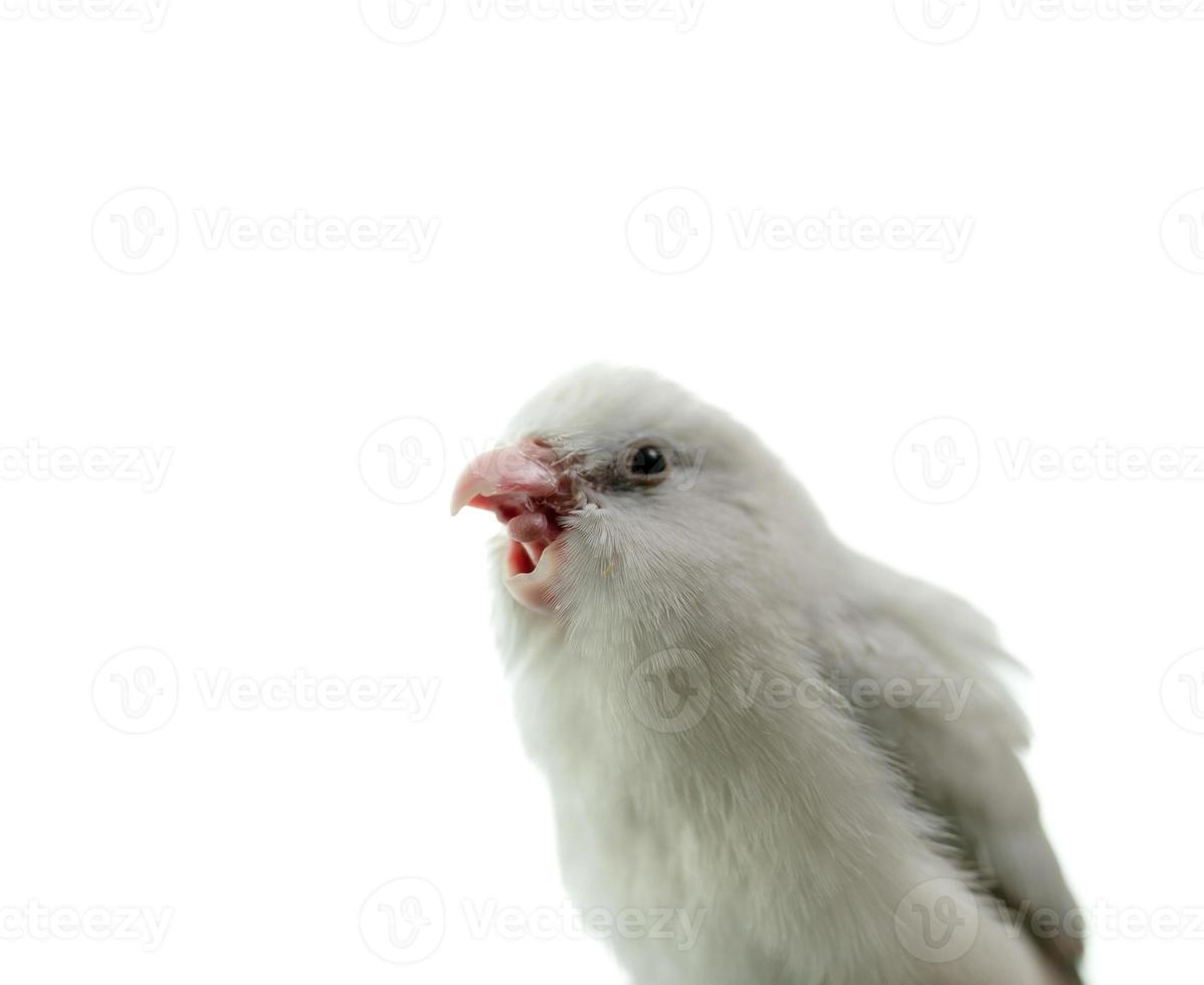 pequeno papagaio branco periquito forpus pássaro, fundo de isolamento branco. foto