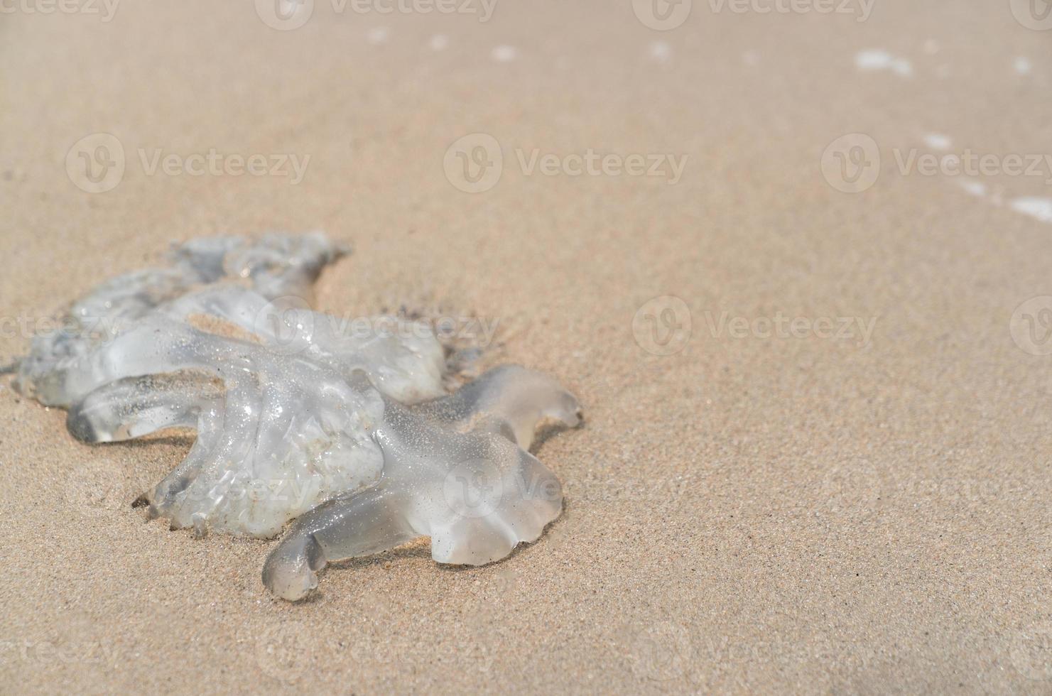 morreu água-viva na praia de areia. foto