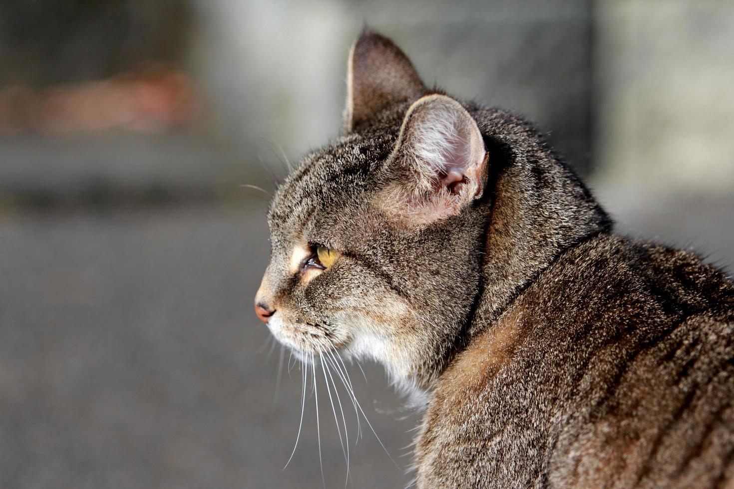 gato malhado na rua foto