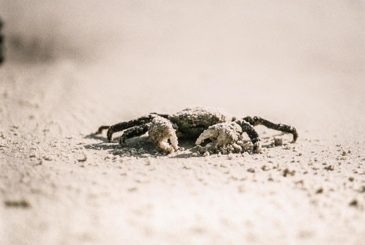 caranguejo na areia branca foto