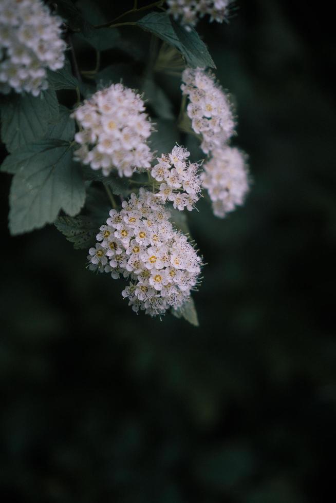 planta de flor branca 1249511 Foto de stock no Vecteezy