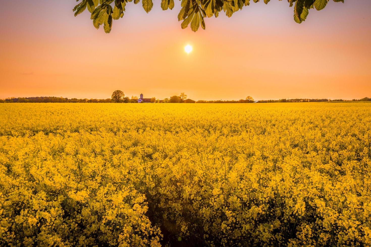campos de flores amarelas foto