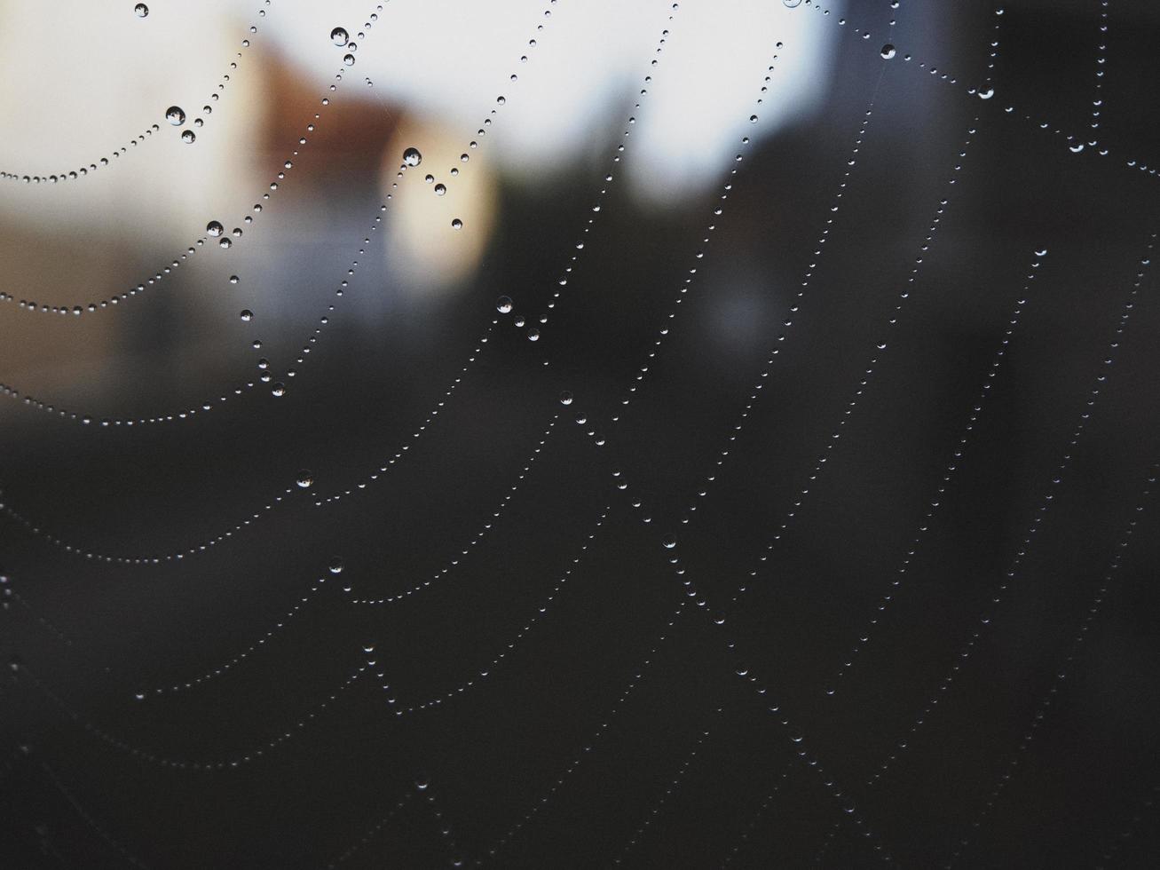 gotas de água em uma teia de aranha foto
