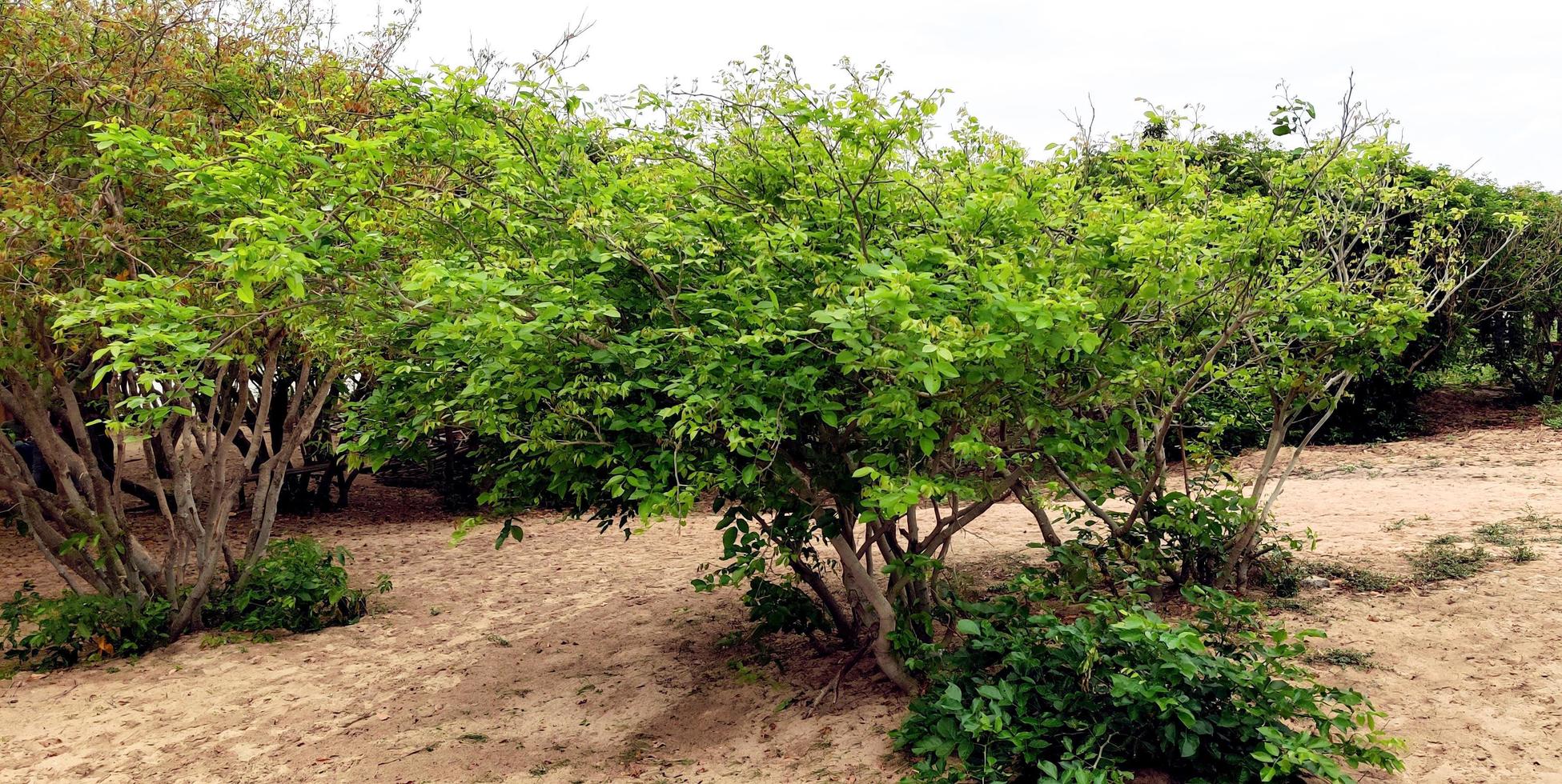 jardim com árvores verdes e terreno também é visível foto