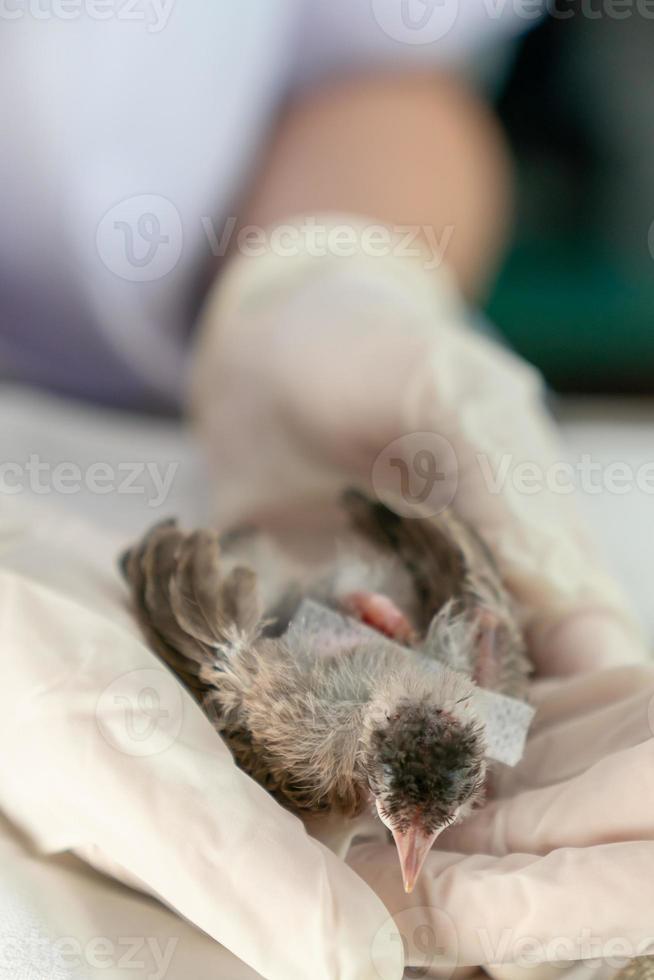 close-up de mãos de veterinários em luvas cirúrgicas segurando um pequeno pássaro, depois de atacado e ferido por um gato. foto