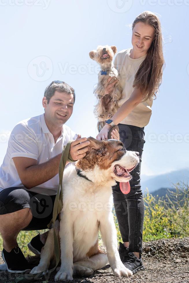 jovem casal viajando com cães nas montanhas, cachorro st.bernard e yourkshire terrier foto