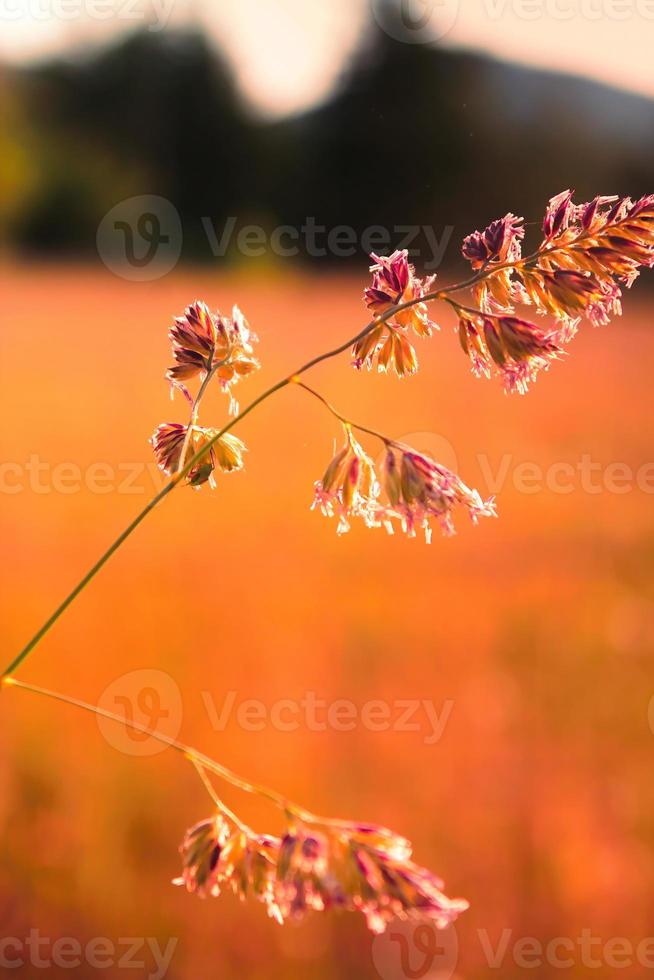 ervas daninhas de flores expostas à luz do sol da noite no fundo contra um fundo desfocado prado, foto de tom laranja.