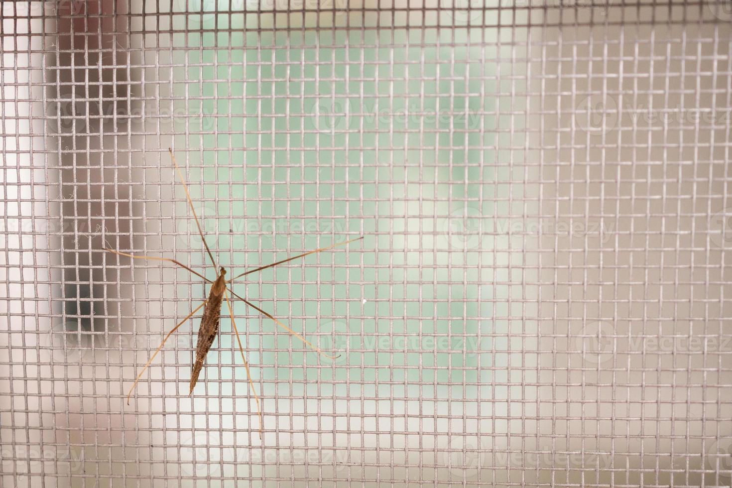 tela de arame mosquiteiro na proteção da janela da casa contra insetos foto