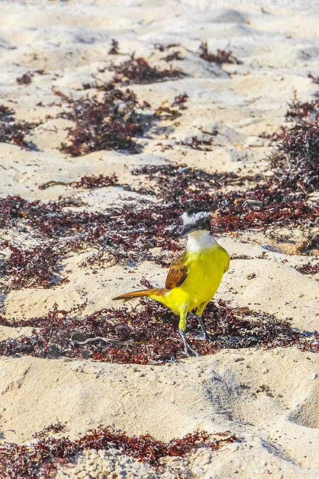 grande pássaro amarelo kiskadee pássaros comendo sargazo na praia méxico. foto