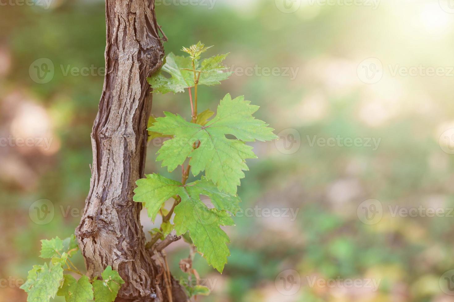 natureza da videira foto