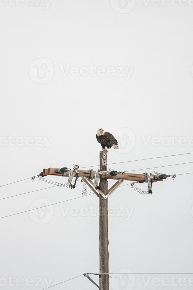 águia careca no retrato de poste de energia foto