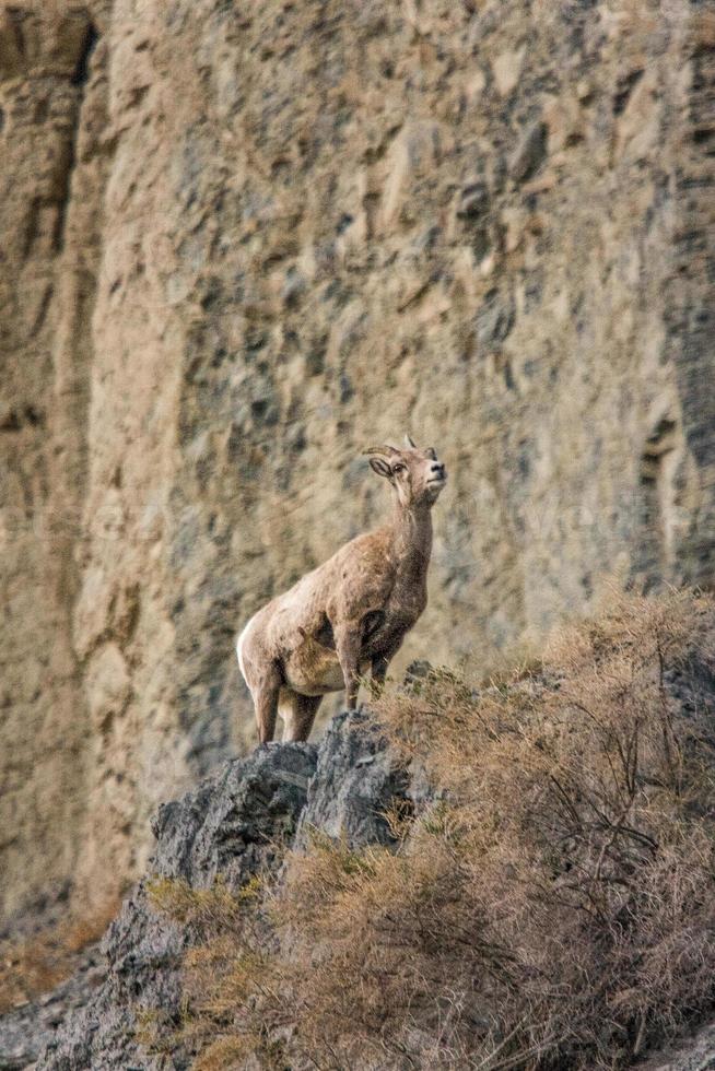 cabra da montanha nas rochas em yellowstone foto