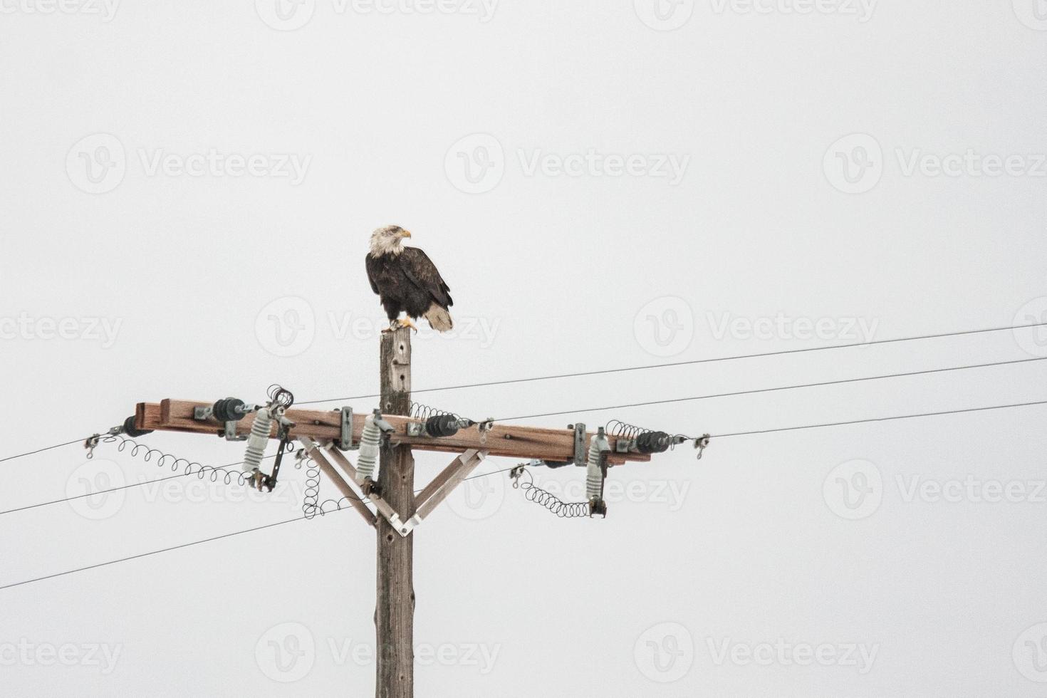 águia careca no poste de energia horizontal foto
