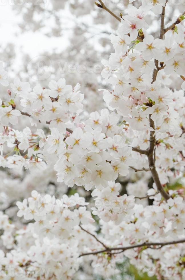 sakura, flor de cerejeira da primavera foto