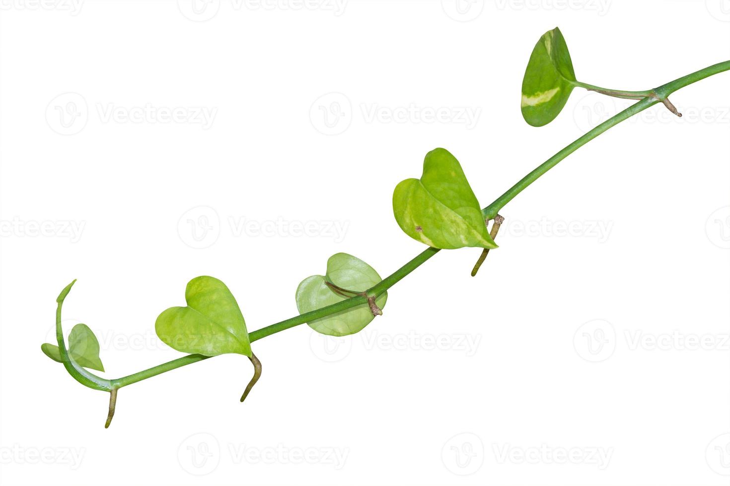 plantas de videira isoladas no fundo branco, traçado de recorte. foto