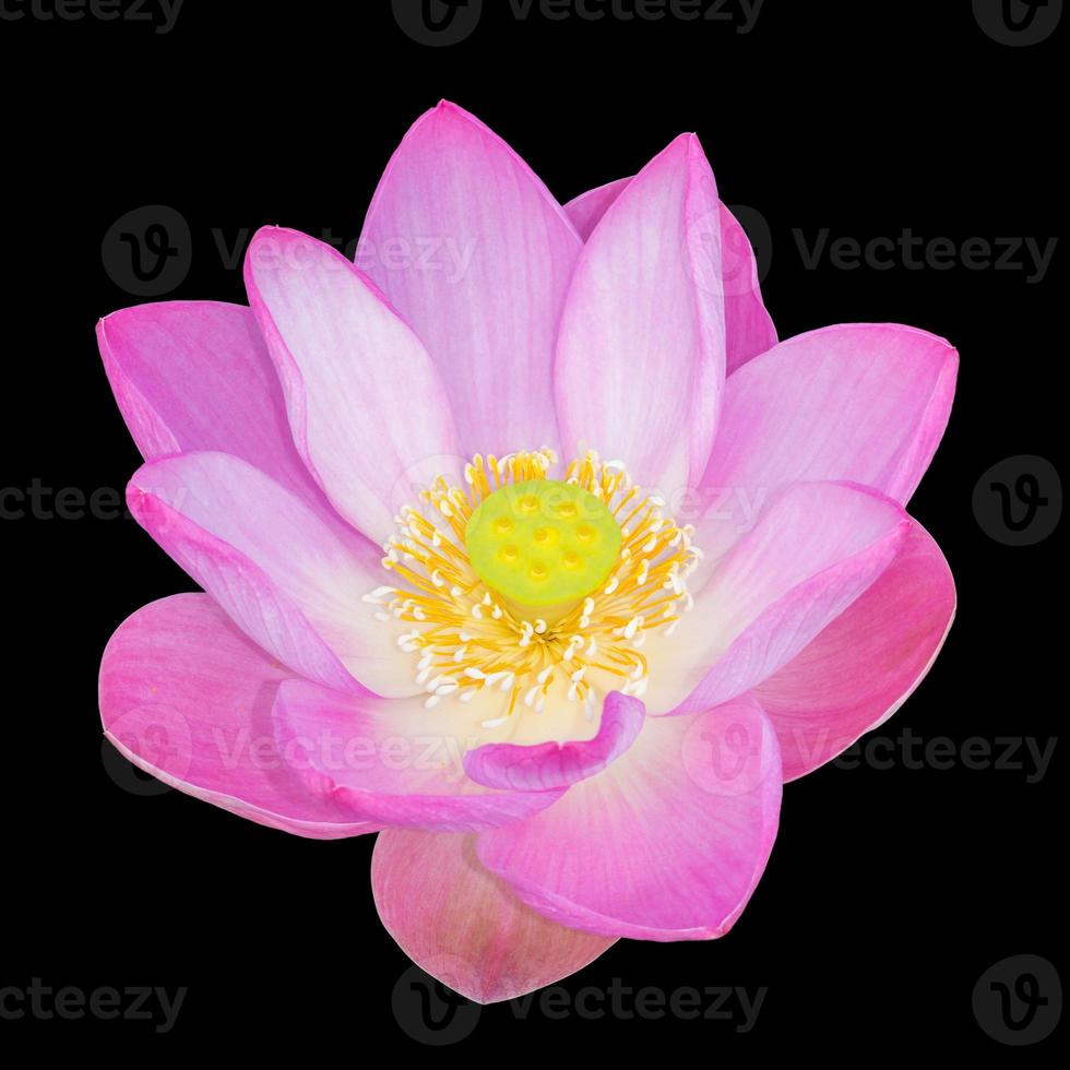 planta de flor de lótus isolada em fundo preto, traçado de recorte foto