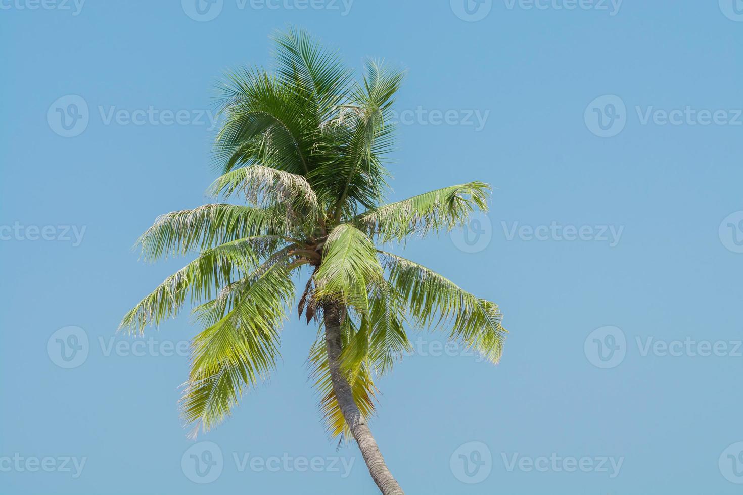 coqueiro no verão em fundo azul foto