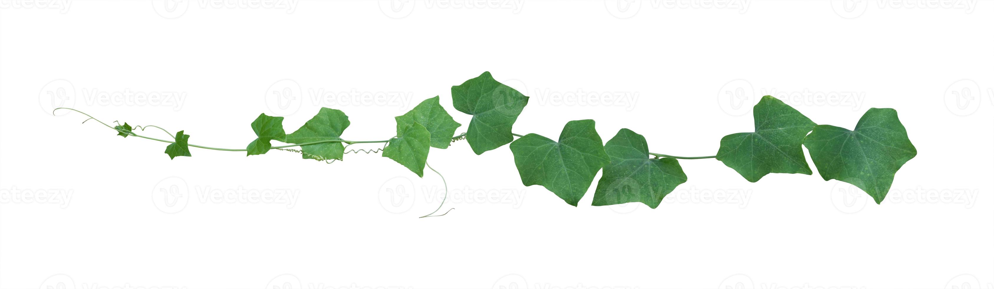 folhas de videira, planta de hera isolada no fundo branco, traçado de recorte foto