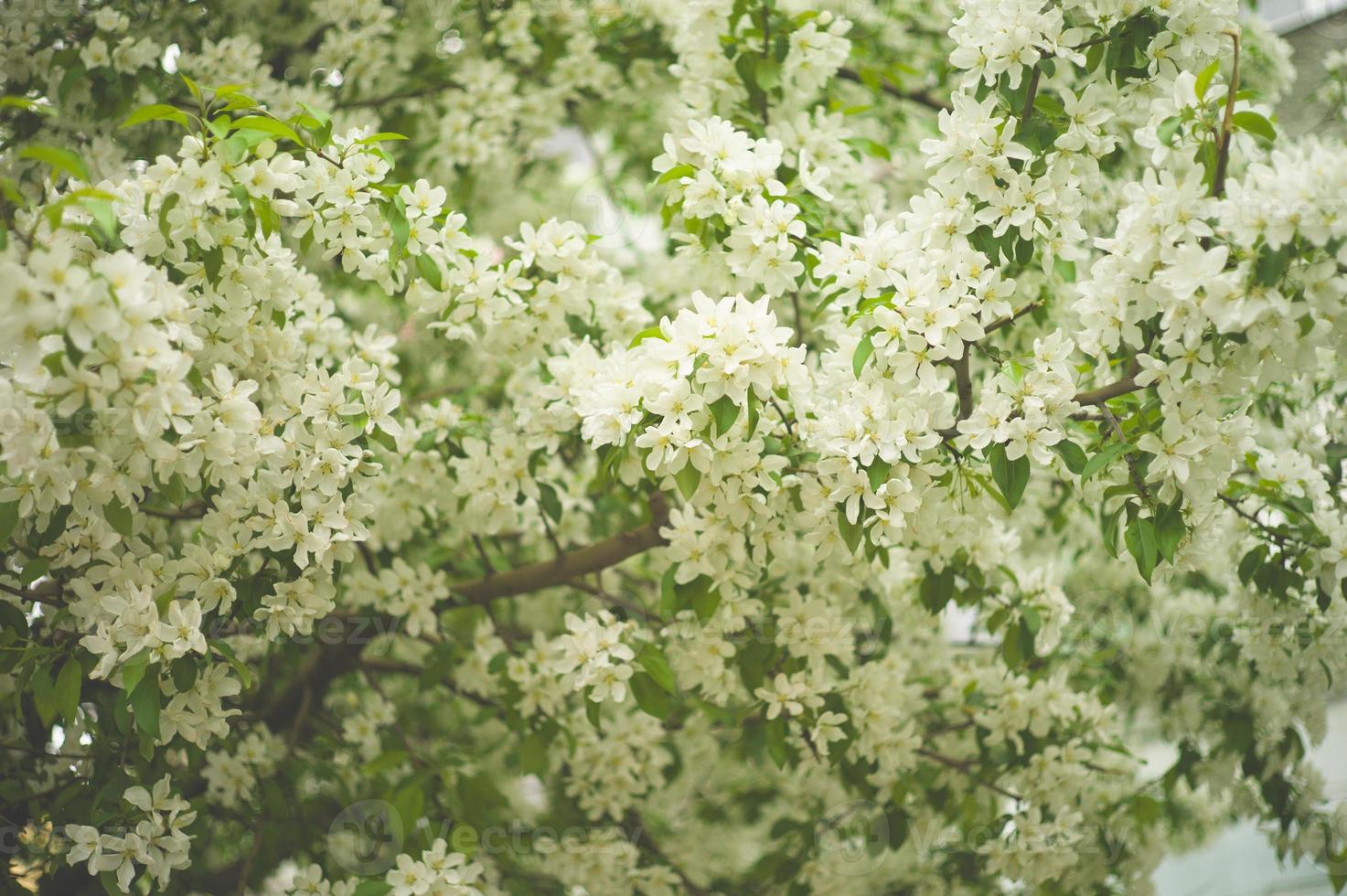 brunch na árvore com flores brancas da primavera foto