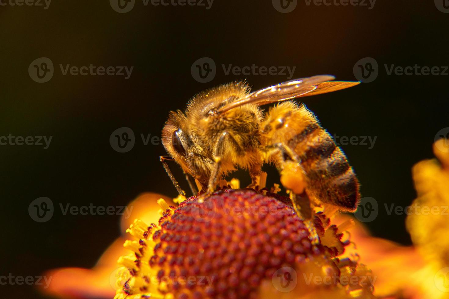 abelha coberta de pólen amarelo bebe néctar, flor polinizadora. primavera floral natural inspirador ou fundo de jardim florescendo de verão. vida de insetos, macro extrema close-up foco seletivo foto