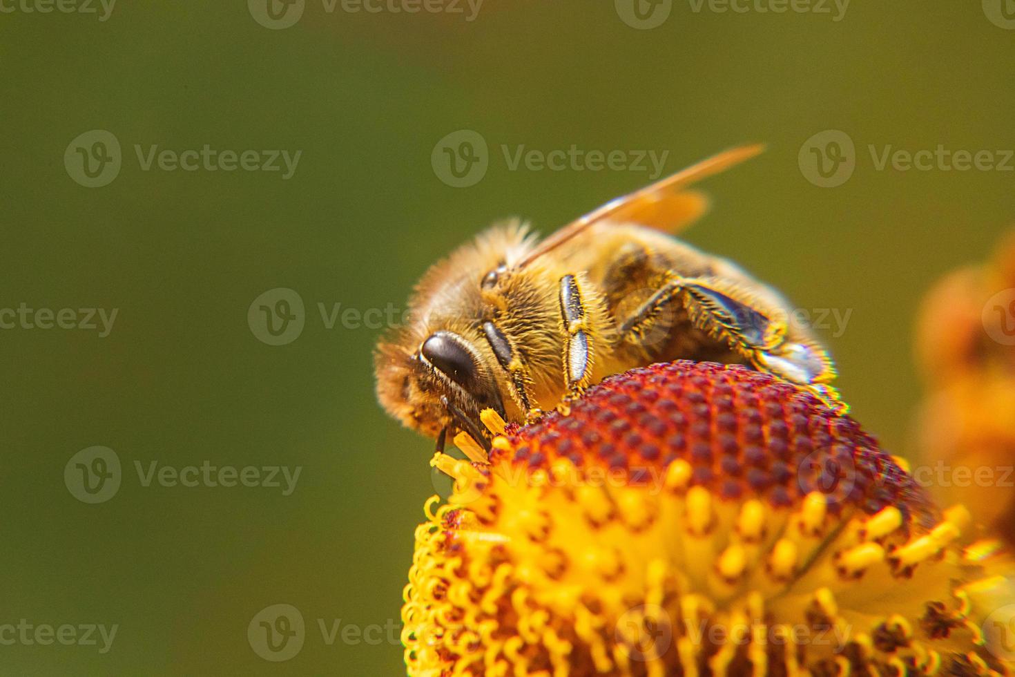 abelha coberta de pólen amarelo bebe néctar, flor polinizadora. primavera floral natural inspirador ou fundo de jardim florescendo de verão. vida de insetos, macro extrema close-up foco seletivo foto