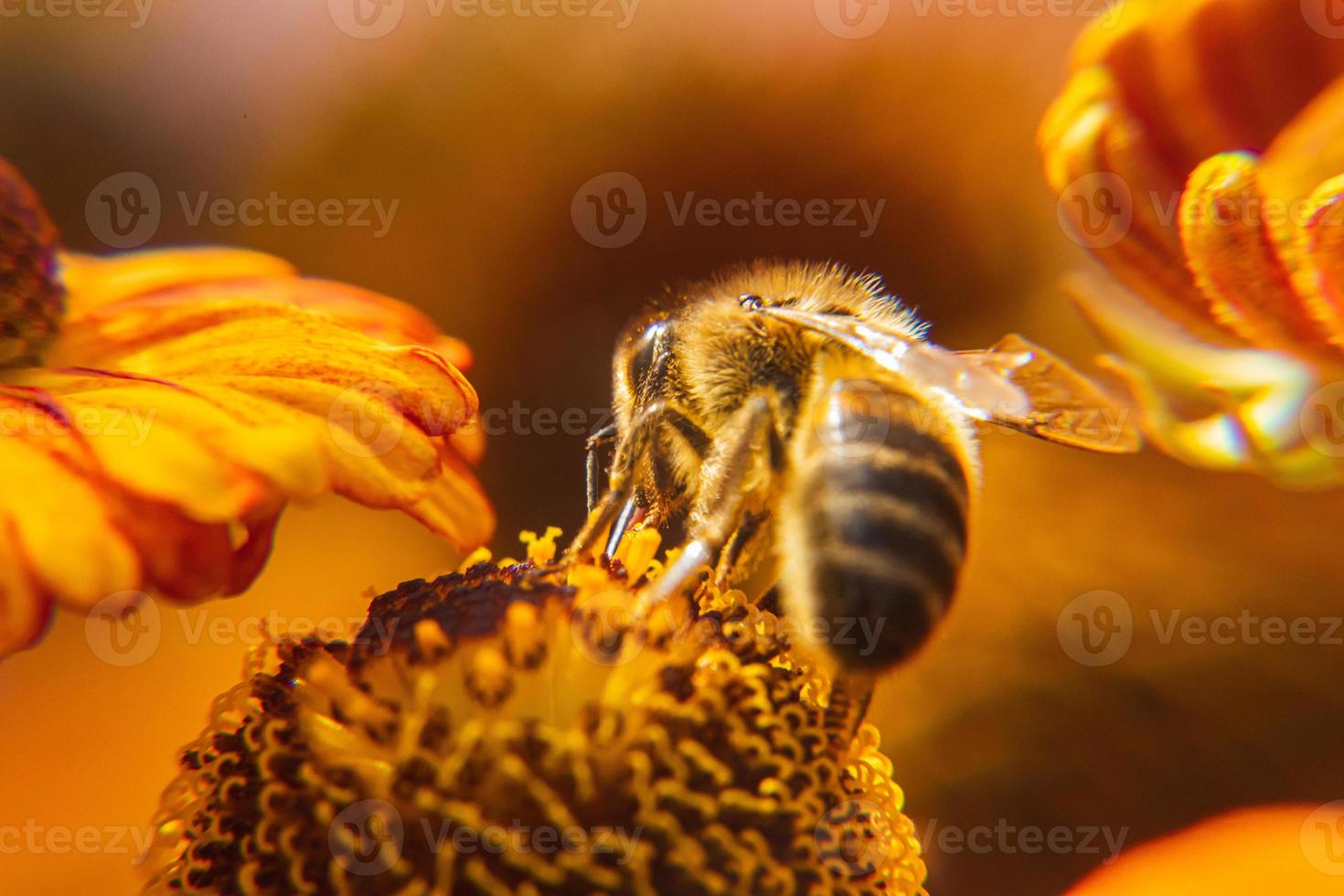 abelha coberta de pólen amarelo bebe néctar, flor polinizadora. primavera floral natural inspirador ou fundo de jardim florescendo de verão. vida de insetos, macro extrema close-up foco seletivo foto