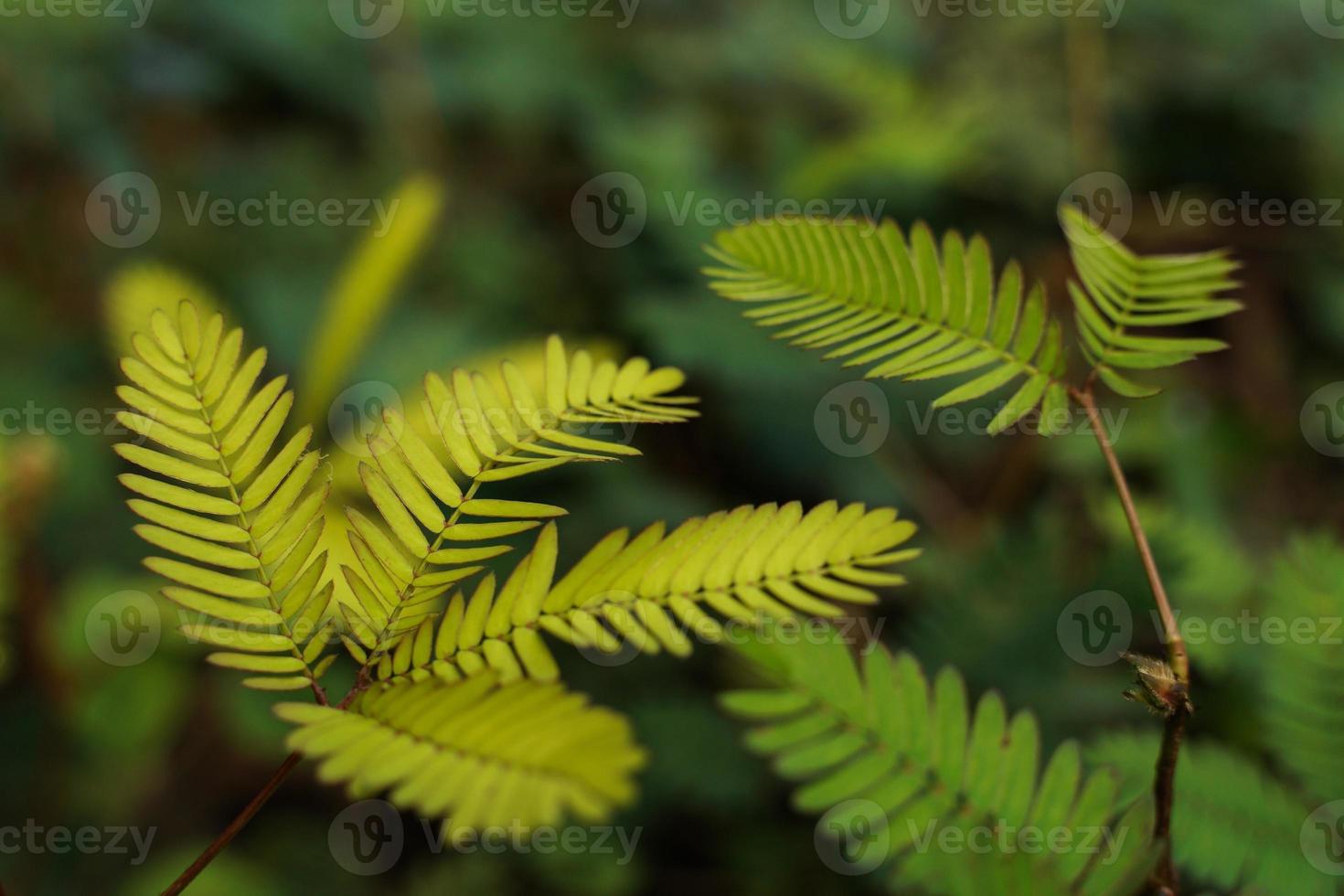 ao tocar a folha composta de uma planta que não me toca, os folhetos começam a se dobrar. composição de cima para baixo. foto