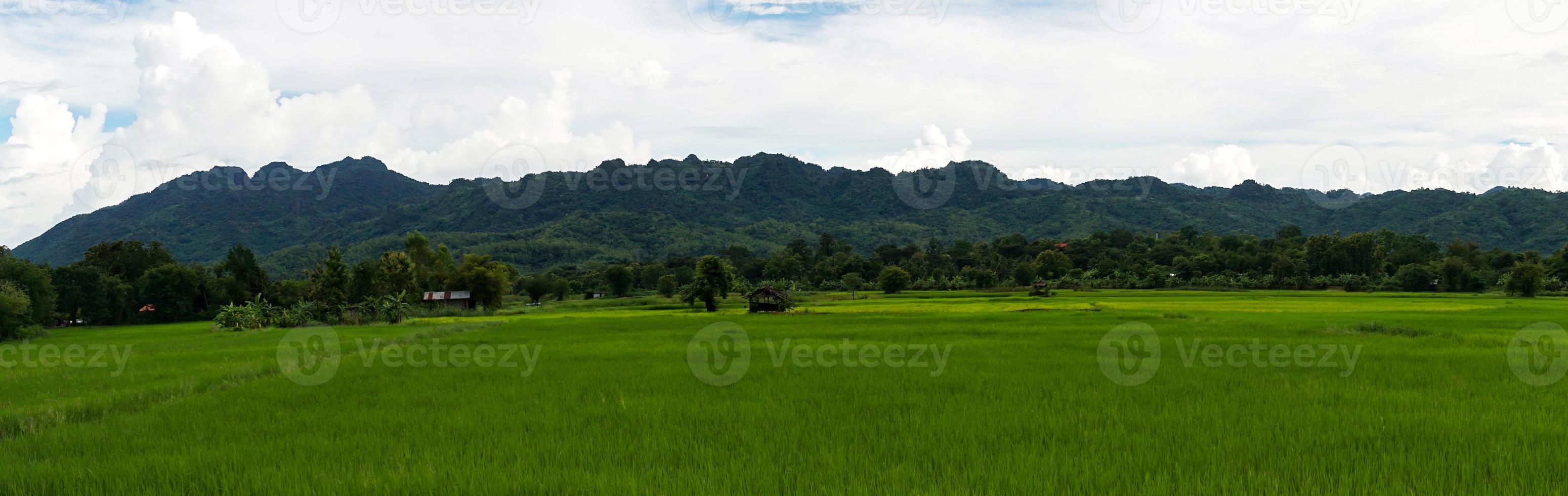 campo de arroz verde com fundo de montanha sob céu nublado após chuva na estação chuvosa, campo de arroz de vista panorâmica. foto