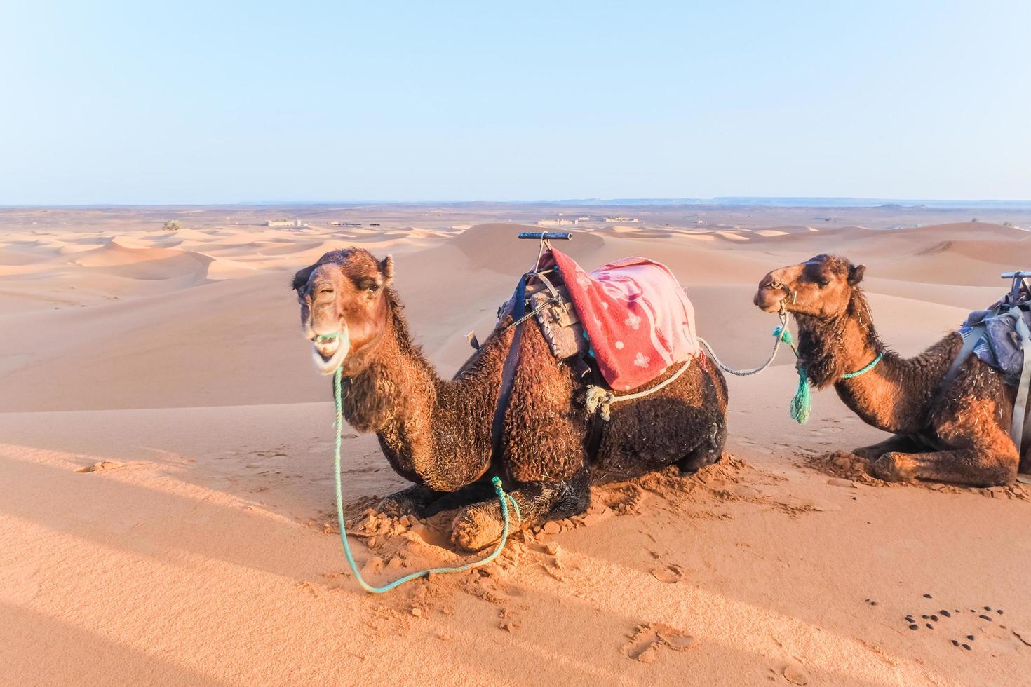 camelos com selas foto