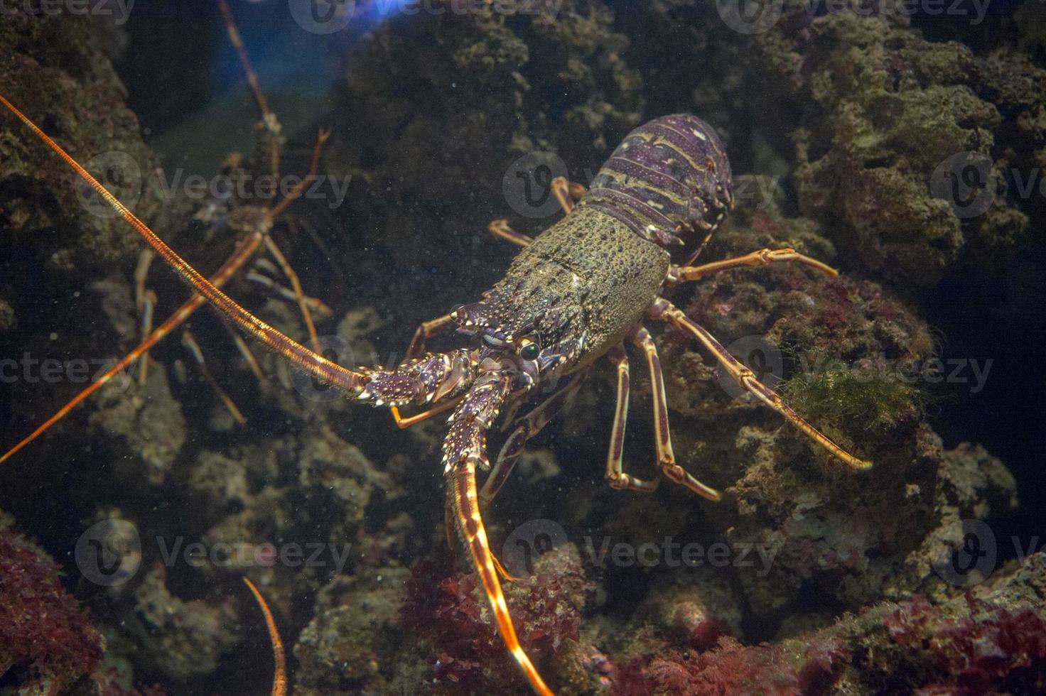 lagosta mediterrânea enquanto caçava debaixo d'água foto