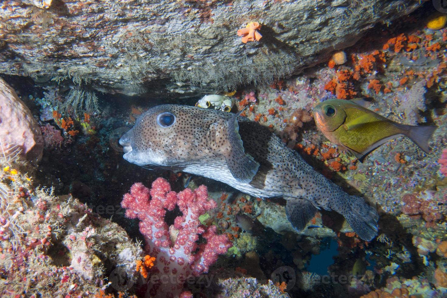 um peixe de caixa no fundo do recife foto