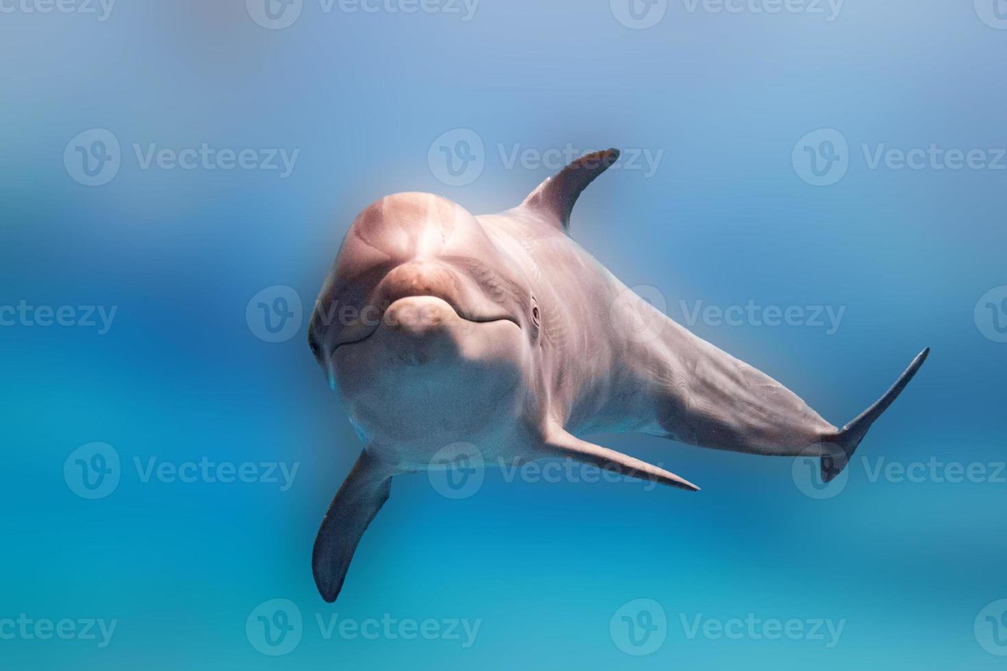 golfinho debaixo d'água no oceano azul olhar de perto foto