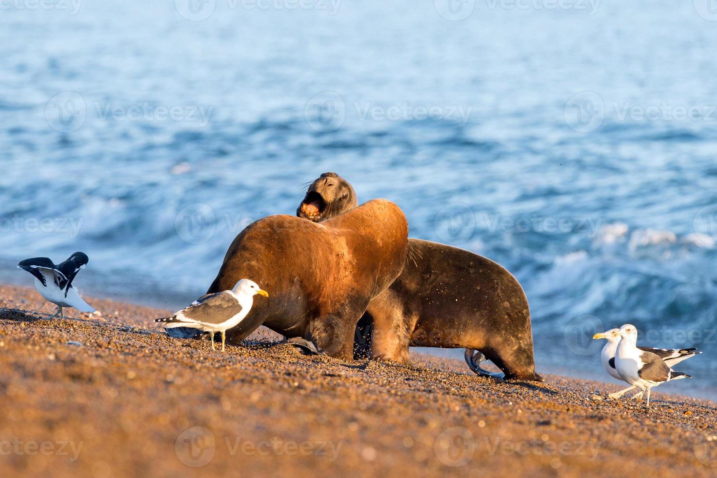 leão-marinho na praia da Patagônia foto