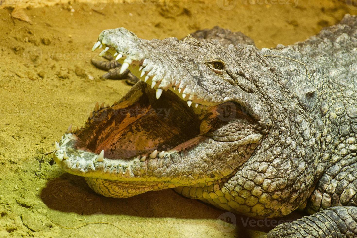 boca de crocodilo bem aberta foto