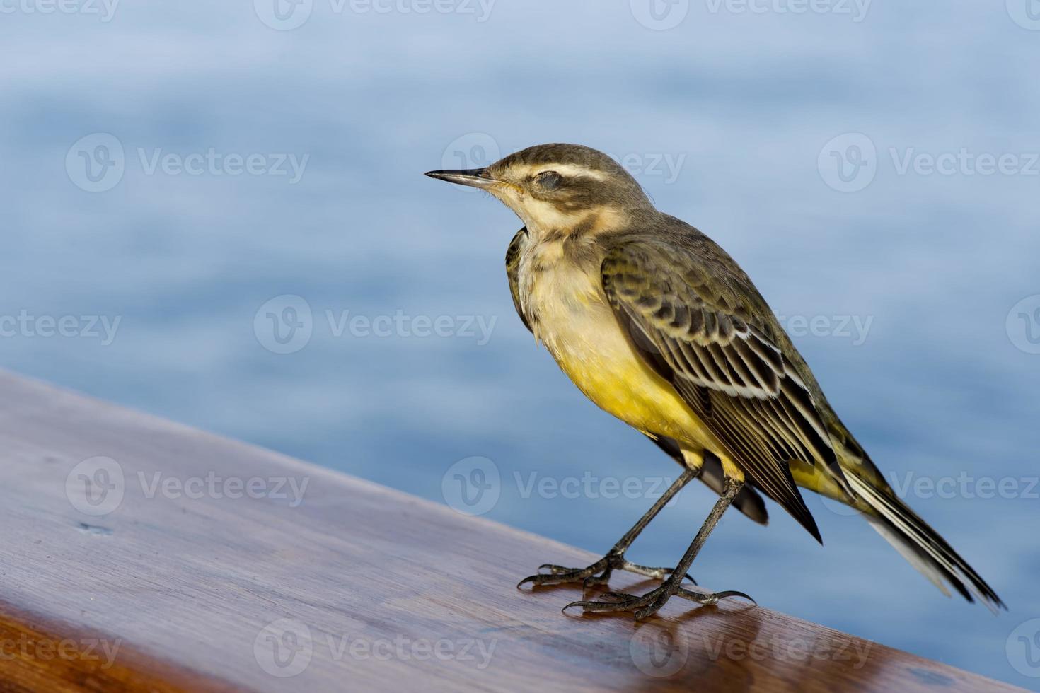 Alvéola pássaro amarelo do retrato de África no fundo do mar azul foto