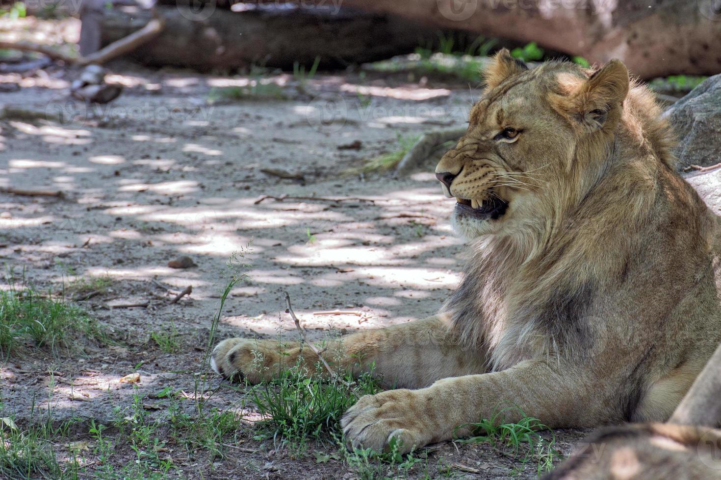 leão feminino africano close-up foto