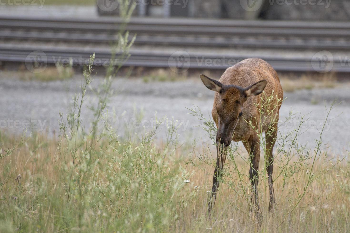 veados alces perto da estação ferroviária nas montanhas rochosas foto