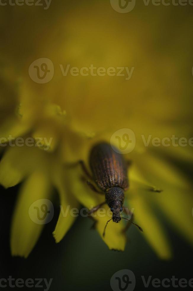 caridae beatle curculionoidea foto