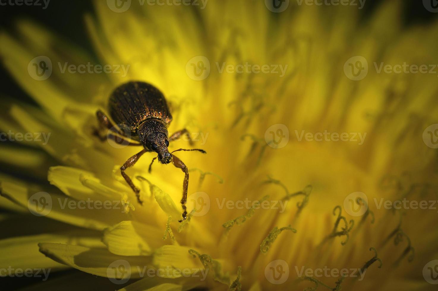 caridae beatle curculionoidea foto