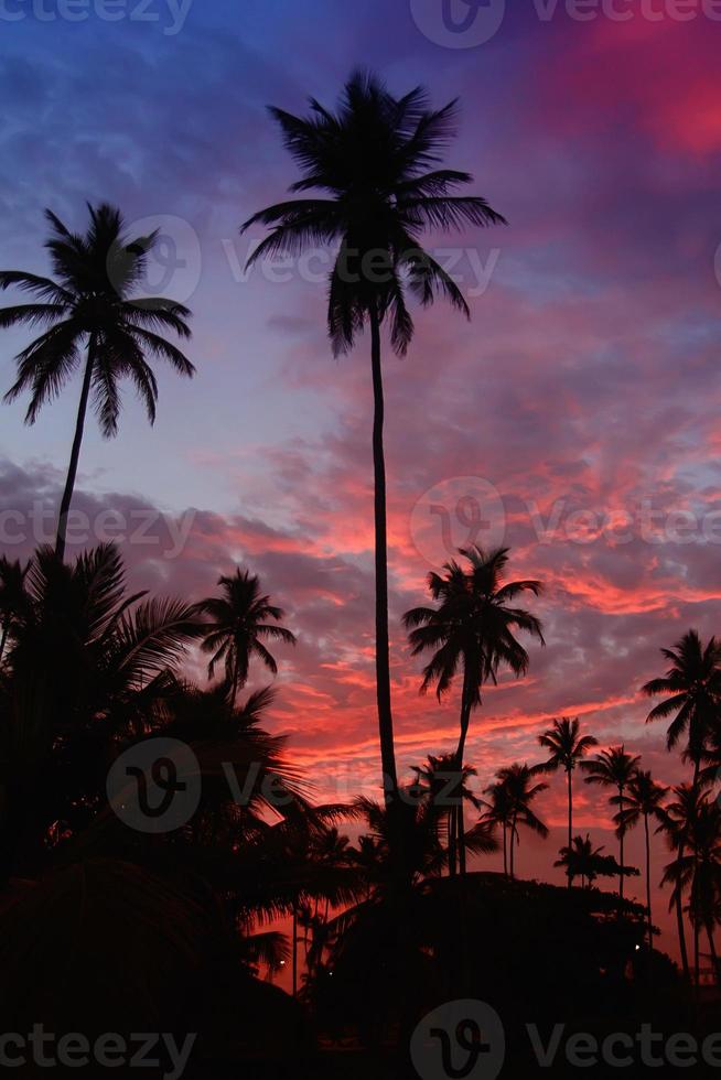 palmeiras no pôr do sol no caribe foto