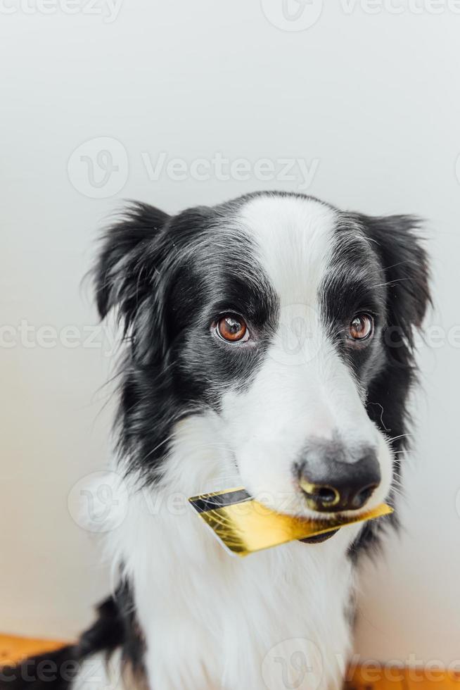 lindo cachorrinho border collie segurando o cartão de crédito do banco de ouro na boca no fundo branco. cachorrinho com cara engraçada de olhos de cachorrinho esperando venda on-line, conceito de finanças de banco de investimento de compras foto
