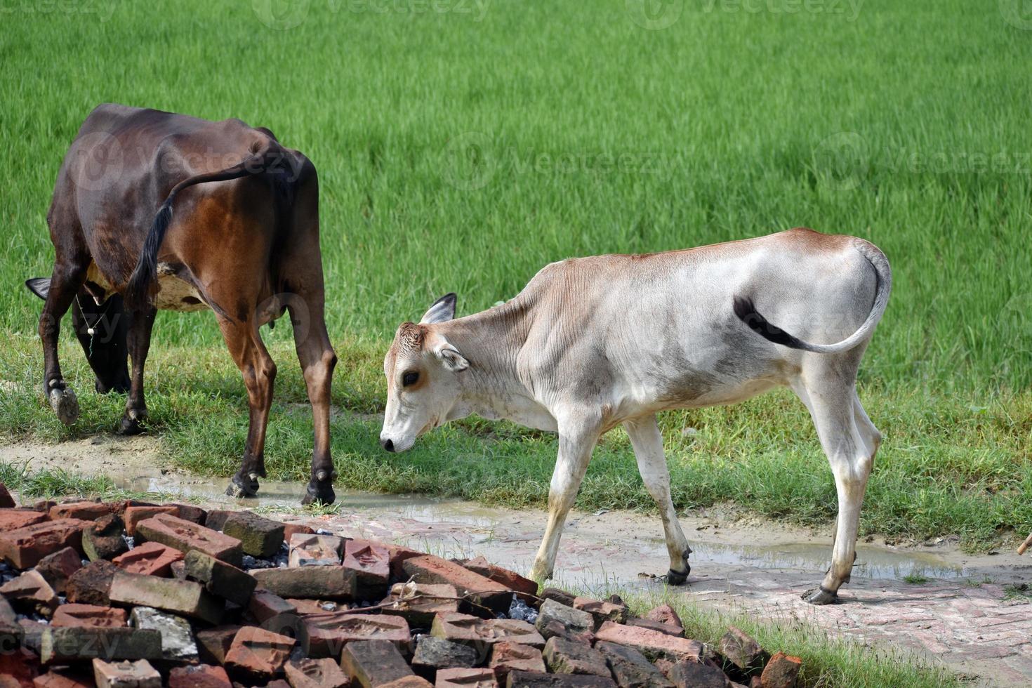 vaca e seu bebê fofo foto