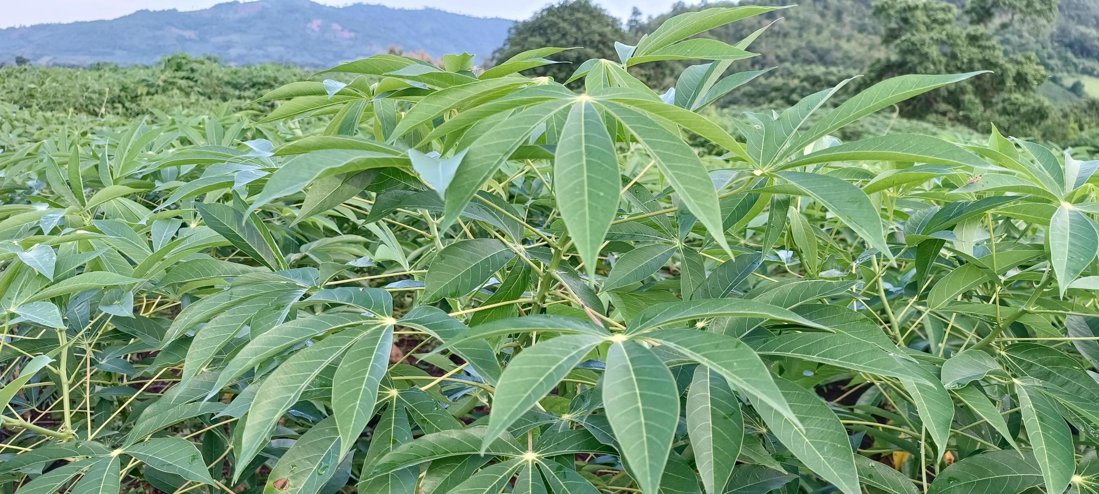 plantação de mandioca. natureza verde folhas jardim foto