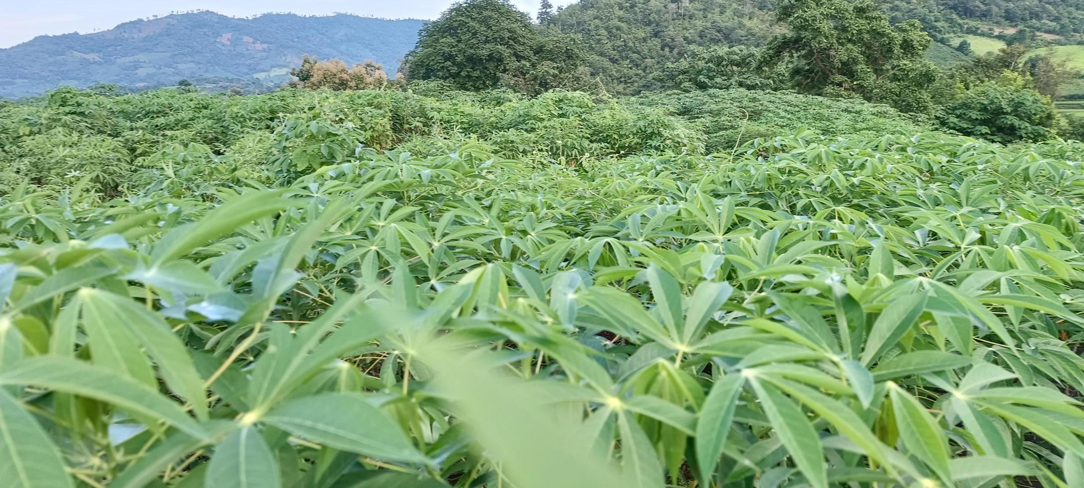 plantação de mandioca. jardim folhas verdes natureza foto