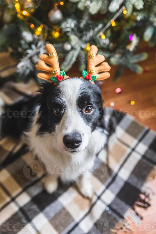 retrato engraçado de bonitinho cachorrinho border collie vestindo chapéu de chifres de veado de fantasia de natal perto da árvore de natal em casa dentro de casa. preparação para férias. feliz feliz natal conceito. foto