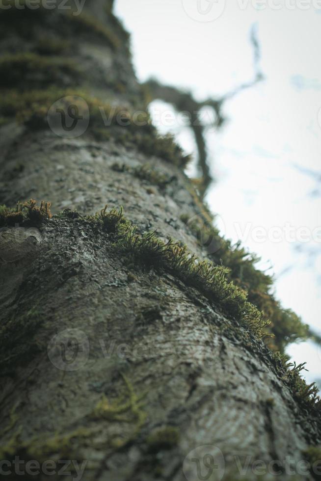 musgo que se agarra aos pinheiros na floresta de inverno dos EUA. foto