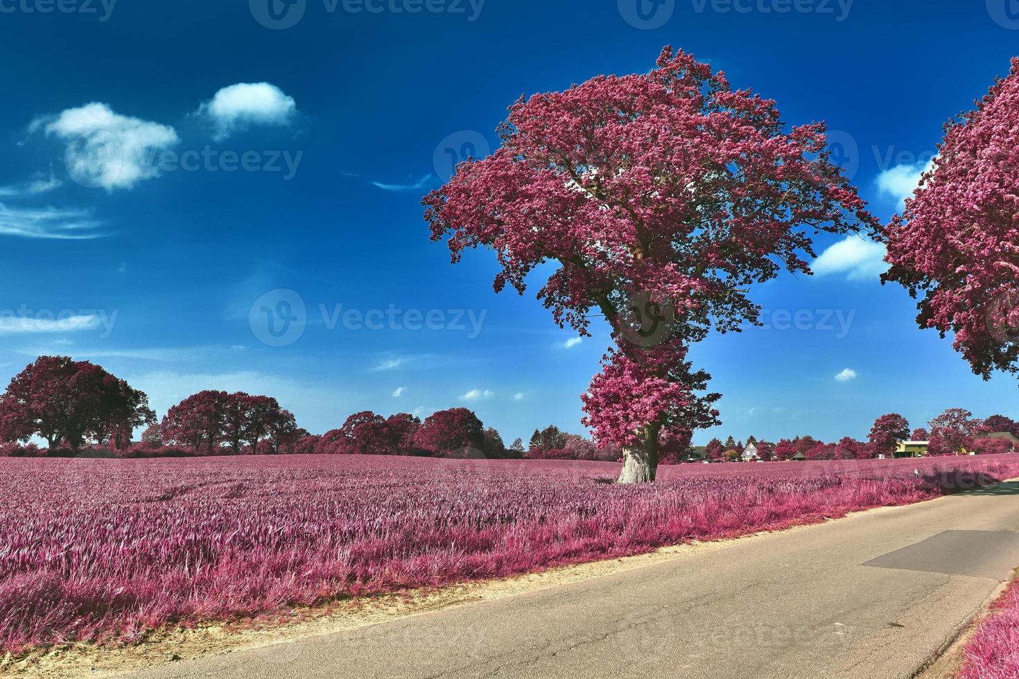 bela paisagem infravermelha roxa em alta resolução foto