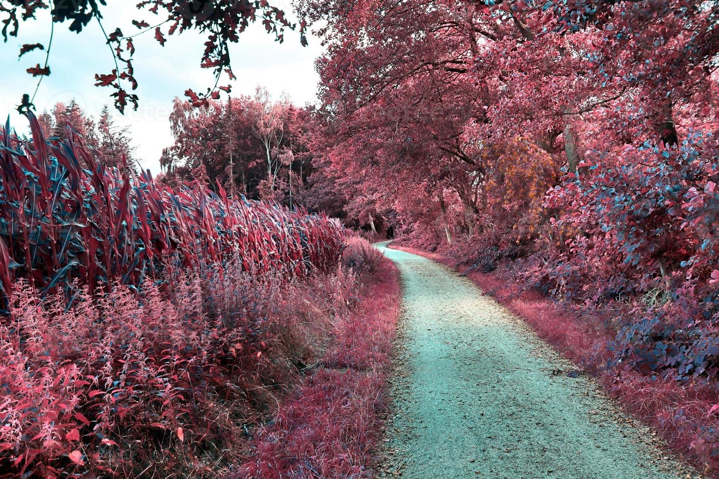 bela paisagem infravermelha roxa em alta resolução foto