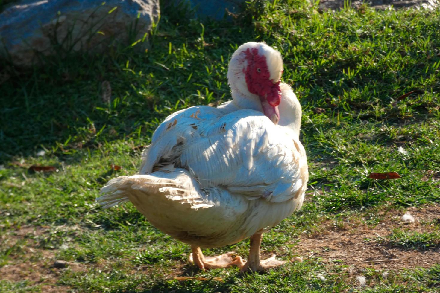 animais domésticos em uma fazenda durante a temporada de verão foto