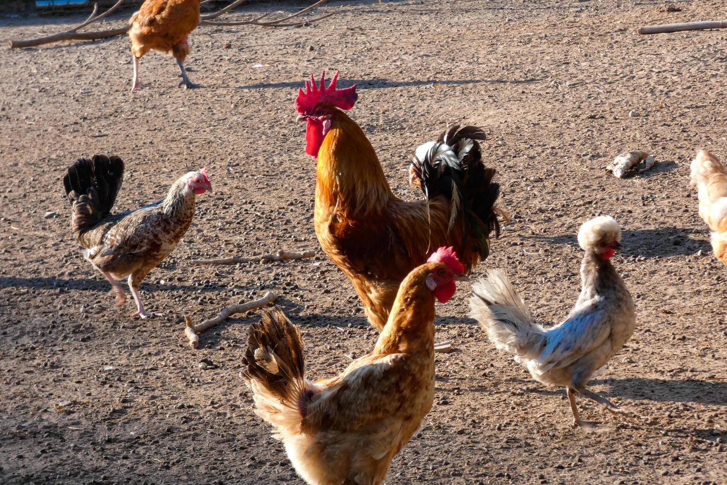 galos e galinhas caipiras em uma fazenda foto